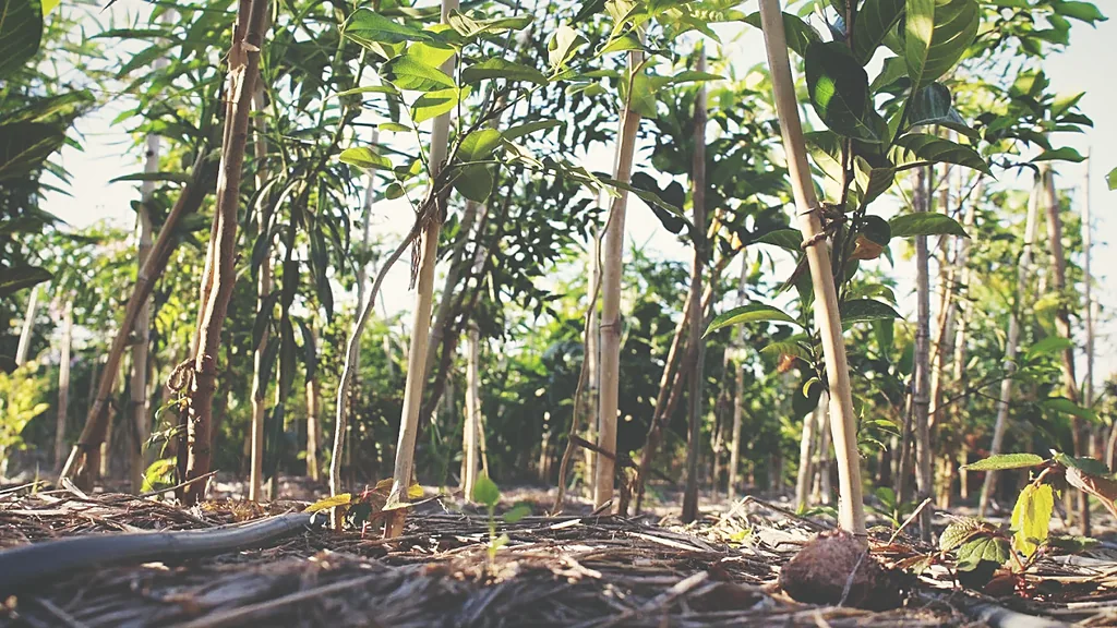 Dense young stand over deep mulch
