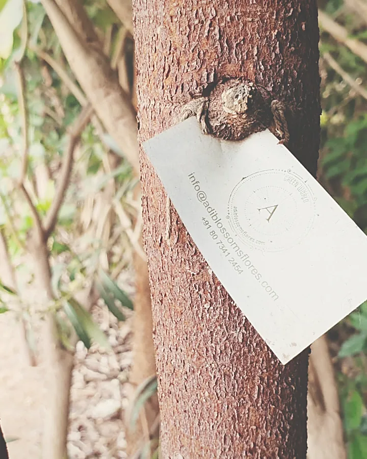 Tree record tag on a transplanted specimen