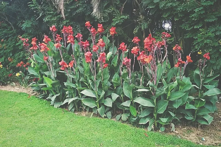 Massed bedding in a campus landscape