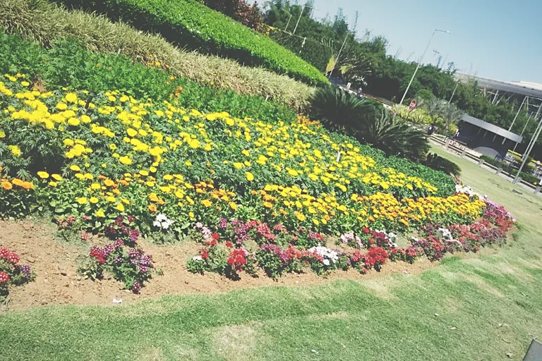 Mixed shrub and bedding planting