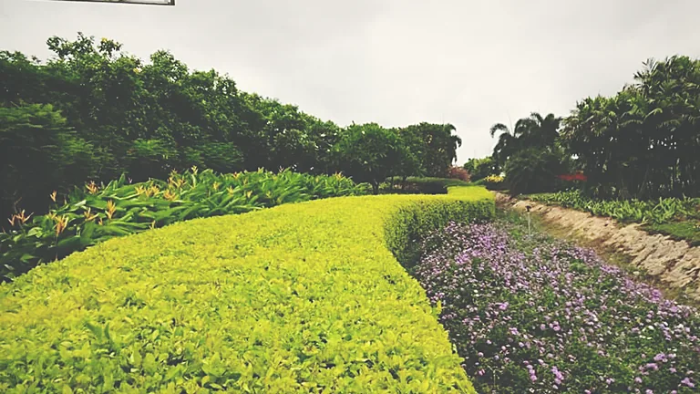 Mounded shrub massing