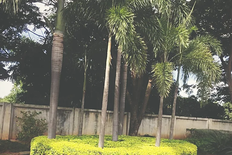Palm court and clipped hedging