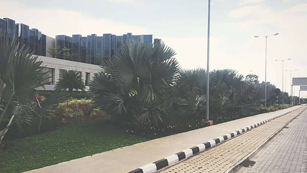 Street tree and shrub planting