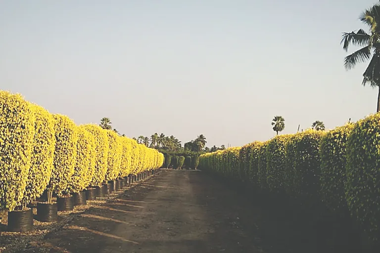 Hedging stock grown on