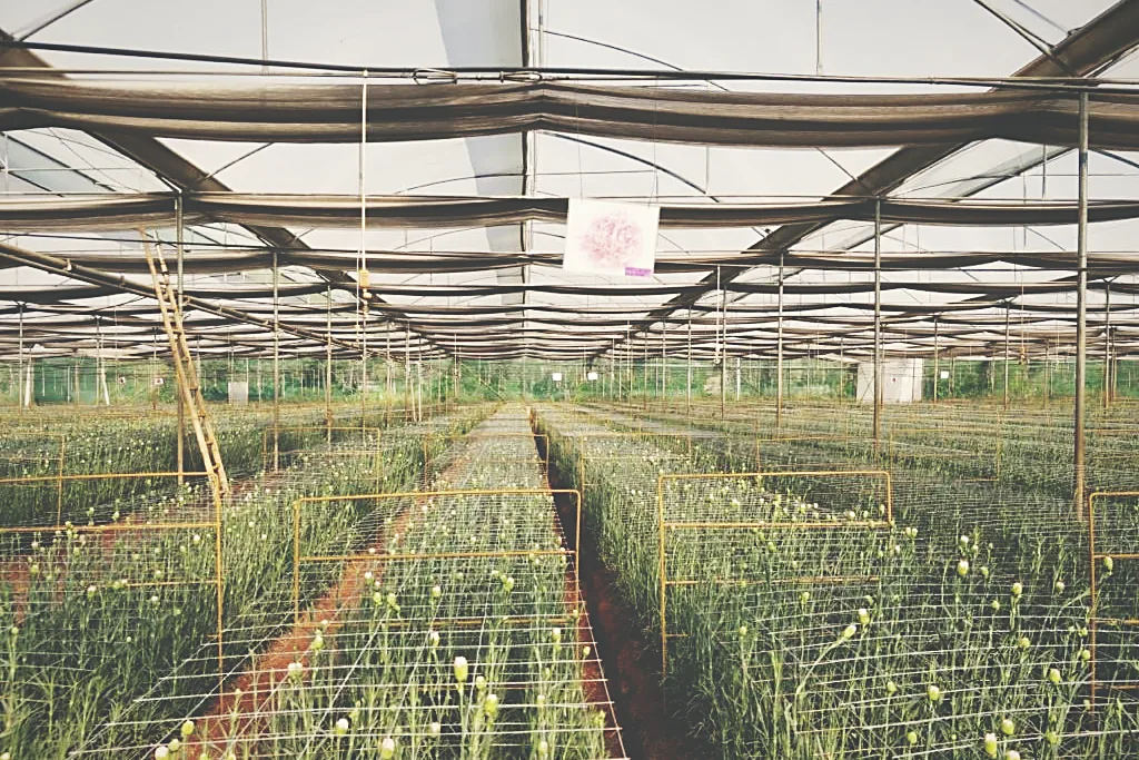 Nursery production beds