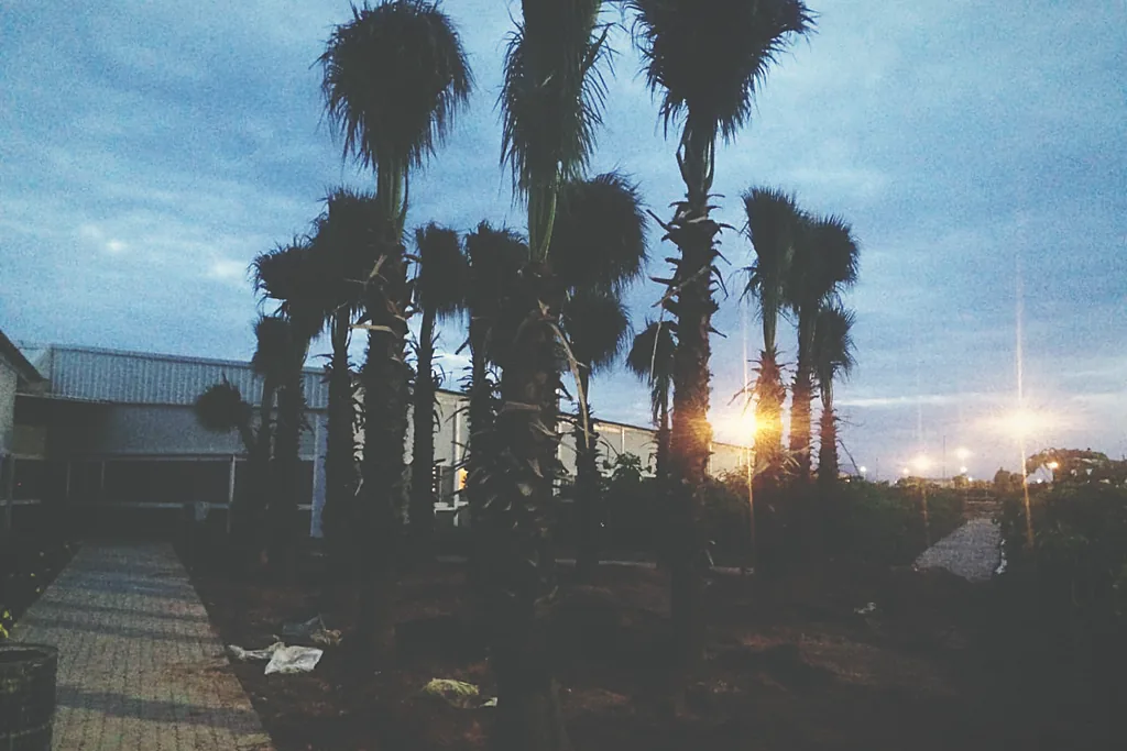 Palm stock held at nursery