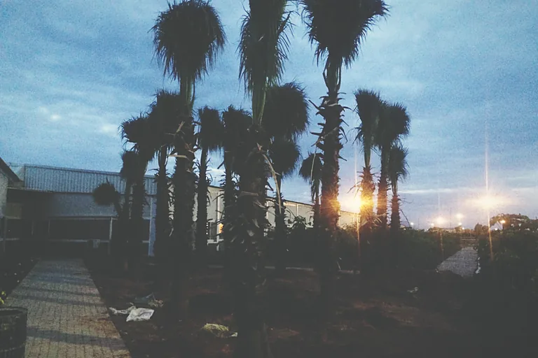 Palm stock held at nursery