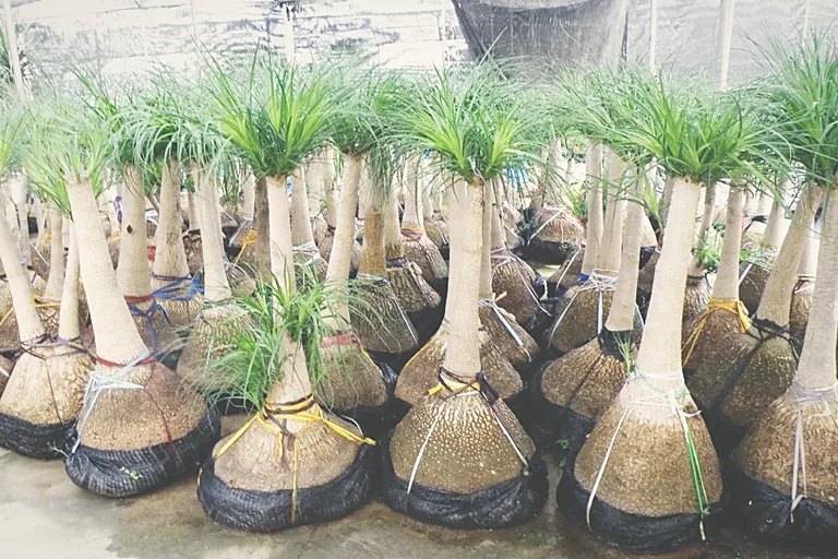Palm stock with bound root balls