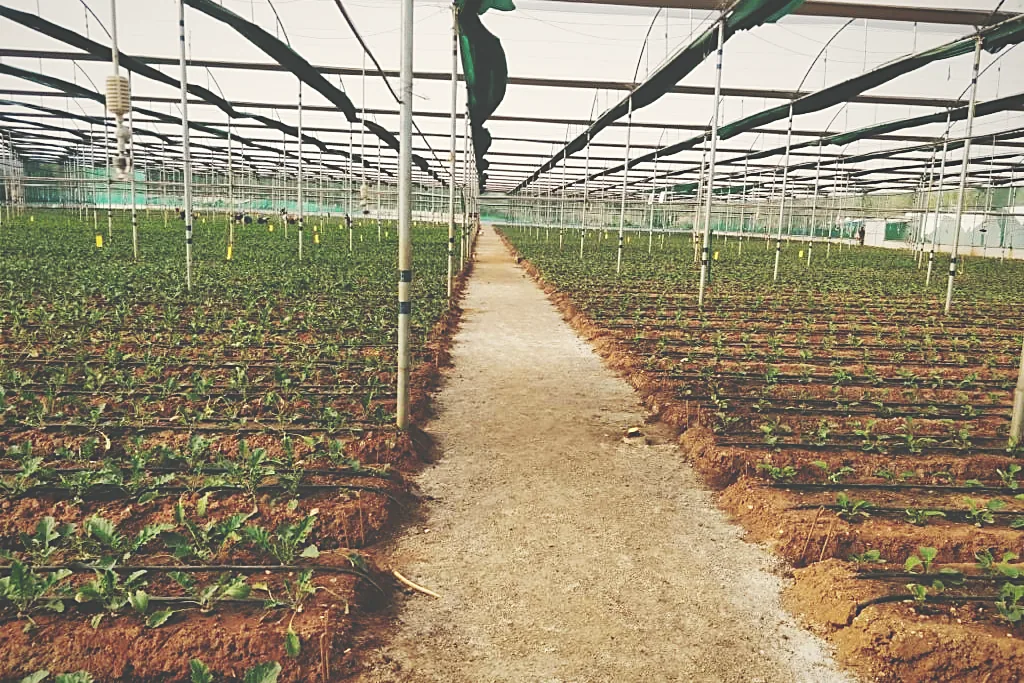 Protected cropping under polyhouse