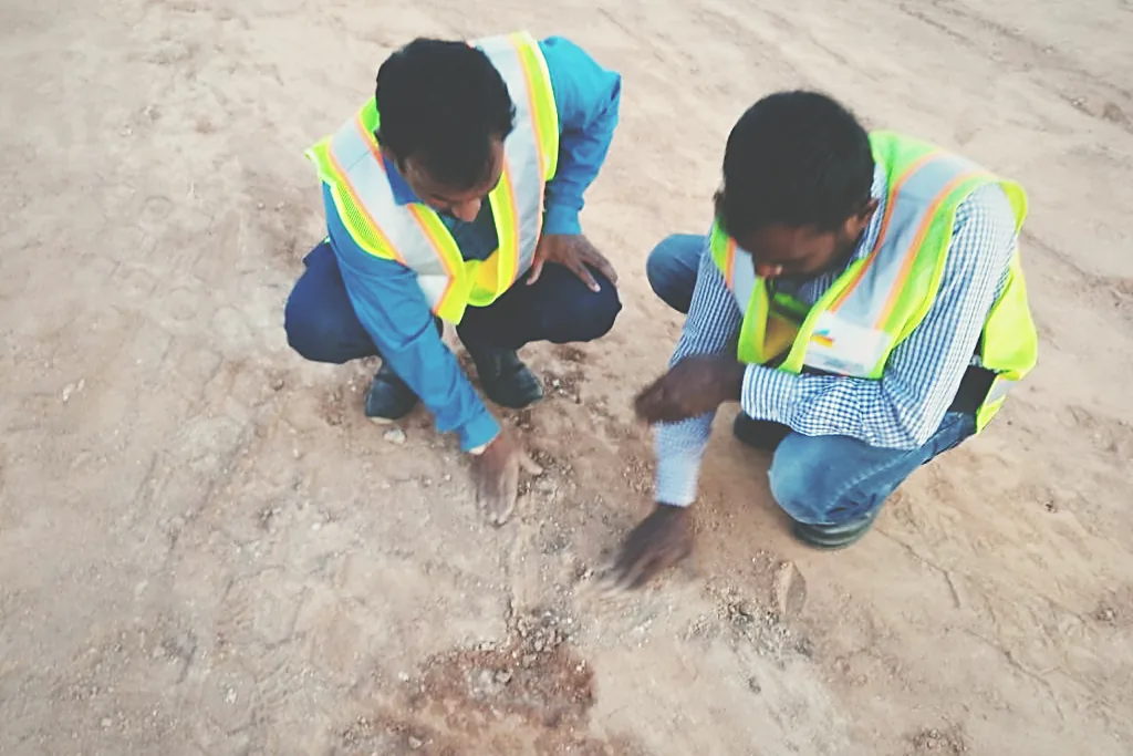 Hand planting on prepared ground