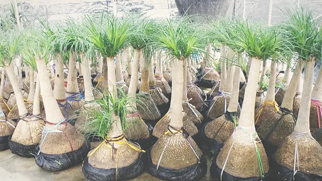 Palms staged with bound root balls, ready for replanting