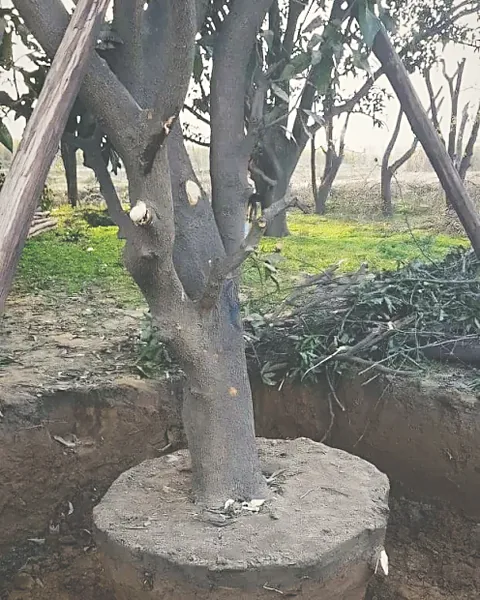 Root collar set at the original soil level