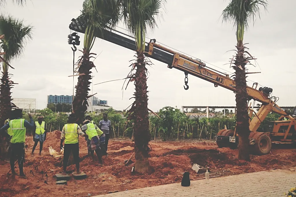 Crane rigging a large specimen for transplantation