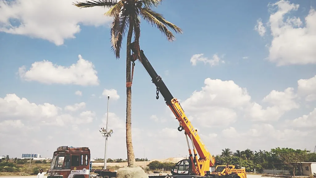 Telehandler lifting a mature palm on a bound root ball