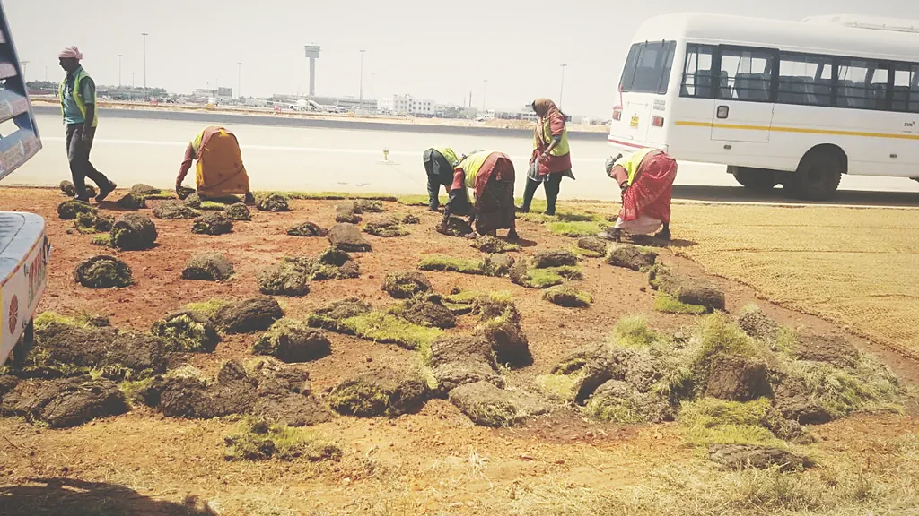 Ground preparation ahead of a transplantation programme