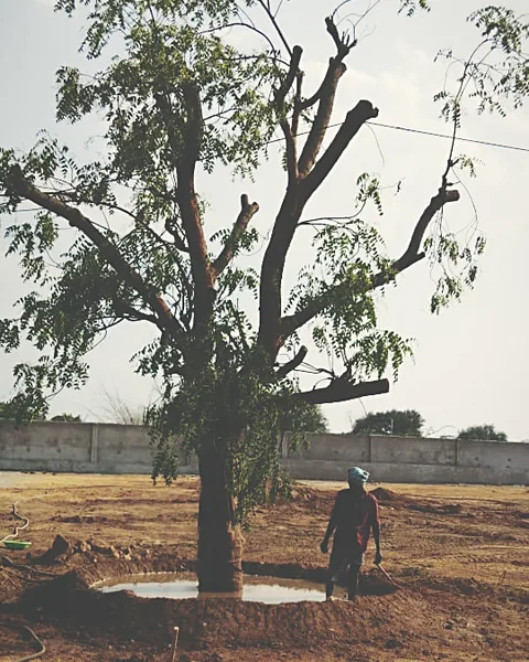 Watering basin formed around a newly replanted tree